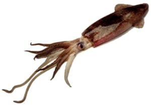 Giant Squid PNG Free Download PNG Clip art