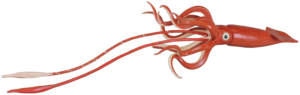 Giant Squid PNG HD PNG Clip art