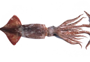 Giant Squid PNG Photos Clip art