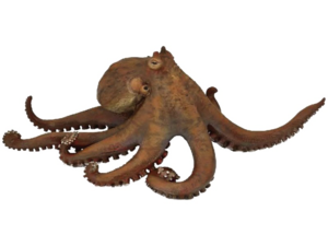 Giant Squid PNG Pic PNG Clip art