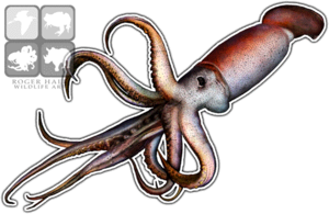 Giant Squid PNG Transparent Image Clip art