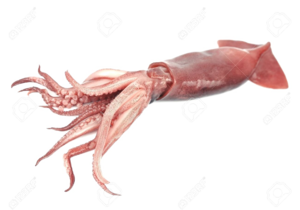Giant Squid Transparent PNG PNG Clip art
