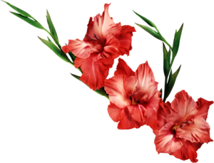 Gladiolus PNG Clipart Clip art