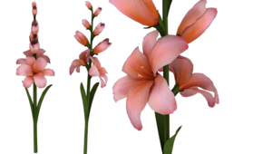 Gladiolus PNG HD PNG Clip art