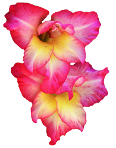 Gladiolus PNG Pic PNG Clip art