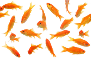 Goldfish PNG Picture PNG Clip art
