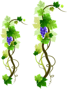 Grapevine PNG Picture PNG Clip art