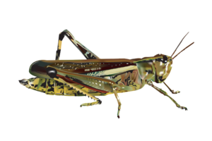 Grasshopper PNG Image PNG Clip art