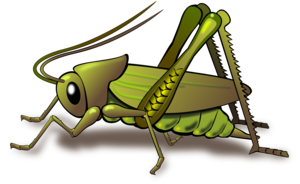 Grasshopper PNG Photos PNG Clip art