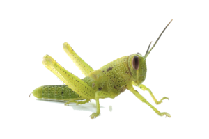 Grasshopper PNG Transparent Image PNG Clip art