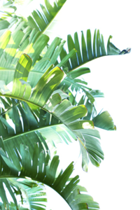 Green Leaf PNG Clipart PNG Clip art