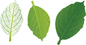 Green Leaf PNG Free Download PNG Clip art