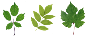 Green Leaf PNG HD PNG Clip art