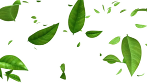 Green Leaf PNG Photos PNG Clip art