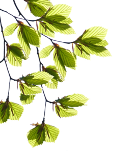 Green Leaf PNG Transparent Image PNG Clip art