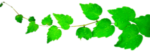 Green Leaf PNG Transparent Picture PNG Clip art