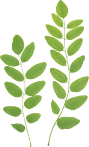 Green Leaves PNG Clipart PNG Clip art
