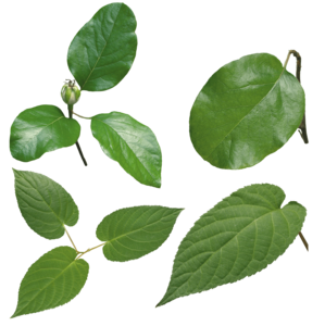 Green Leaves PNG Image PNG Clip art