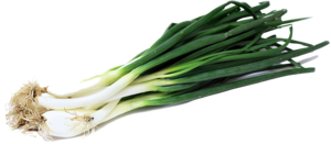 Green Onion PNG Image PNG Clip art