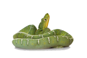 Green Snake PNG File PNG Clip art