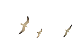 Gulls PNG Transparent Image PNG Clip art