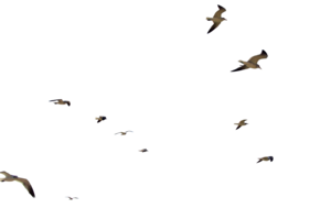 Gulls PNG Transparent Picture Clip art