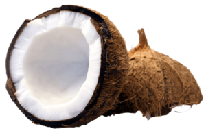 Half Coconut Transparent PNG PNG Clip art