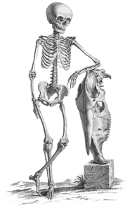 Halloween Skeleton PNG File PNG Clip art