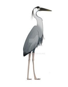 Heron PNG Clipart PNG Clip art