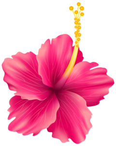 Hibiscus PNG File Clip art