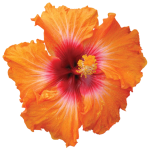 Hibiscus PNG HD PNG icons