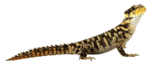 Horned Lizard Transparent Images PNG PNG Clip art