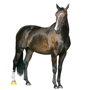 Horse PNG Image PNG Clip art