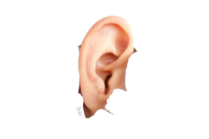 Human Ear PNG Image PNG Clip art