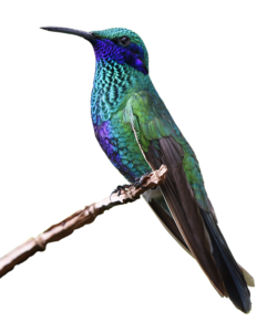 Hummingbird PNG HD PNG Clip art