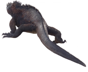 Iguana PNG Transparent Clip art