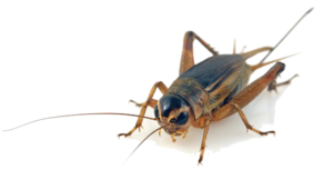 Insect PNG Free Download Clip art