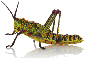 Insect PNG HD PNG Clip art