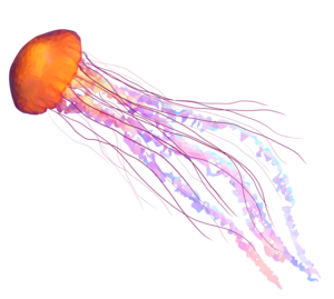 jellyfish PNG images, icon, cliparts - Download Clip Art, PNG Icon Arts