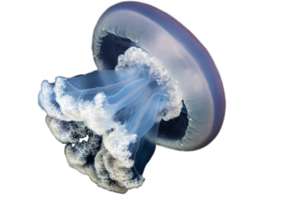 Jellyfish PNG Image PNG Clip art