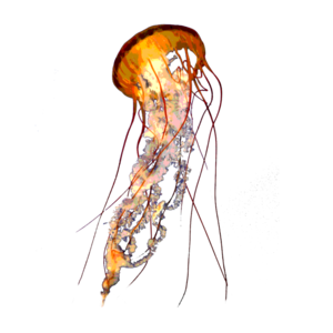 Jellyfish PNG Pic Clip art