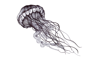 Jellyfish PNG Transparent HD Photo PNG Clip art