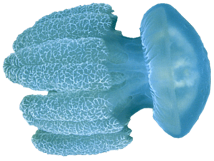 Jellyfish Transparent PNG PNG Clip art