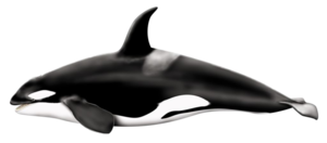 Killer Whale Download PNG Image PNG Clip art