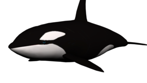 Killer Whale PNG Clipart PNG Clip art