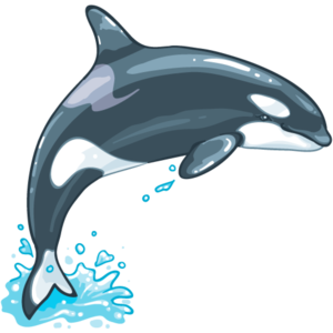 Killer Whale PNG File PNG Clip art