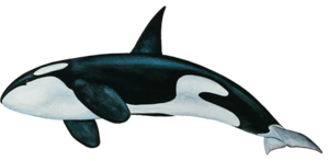 Killer Whale PNG Free Download PNG Clip art