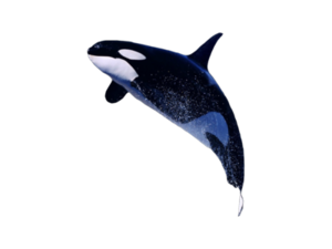 Killer Whale PNG Photos Clip art