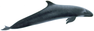 Killer Whale PNG Picture Clip art