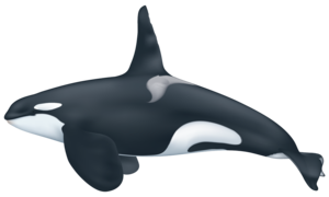 Killer Whale PNG Transparent HD Photo PNG Clip art